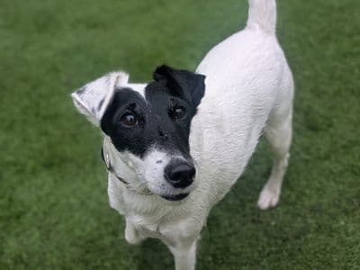 Vogue — Terrier (Fox Smooth)