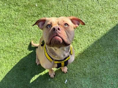 Nala — Bulldog Cross