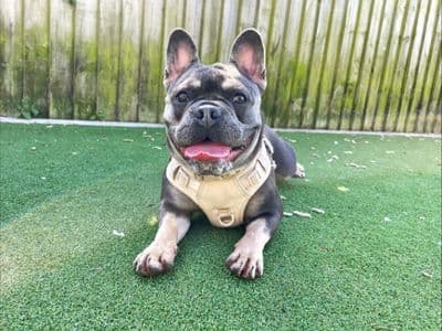 Pebbles — French Bulldog