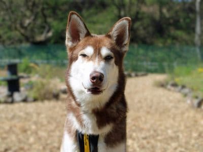 Otys — Siberian Husky