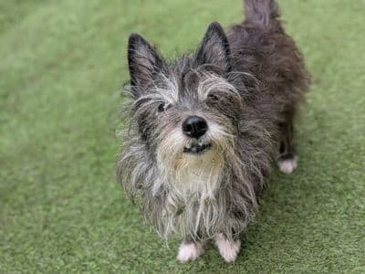 Betsie — Terrier (Cairn) Cross