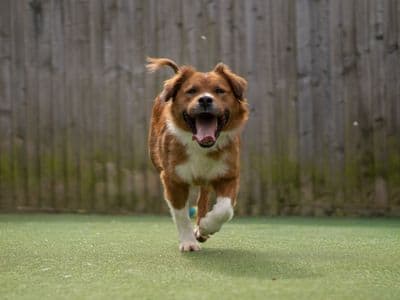 Nancy — Collie (Border) Cross