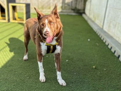 Bennet — Collie (Border)