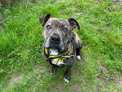 Kitty — Terrier (Staffordshire Bull)