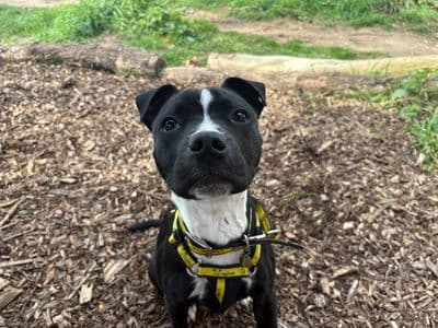 Bingley — Terrier (Staffordshire Bull)
