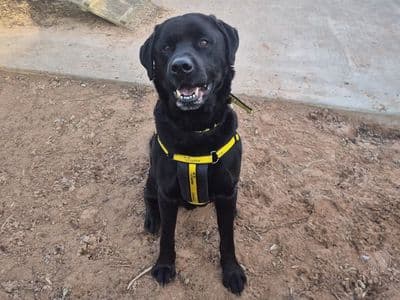 Frankie — Retriever (Labrador) Cross