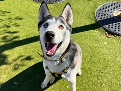 Alaska — Siberian Husky