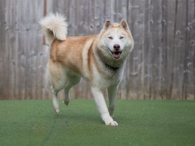 Ghost — Siberian Husky