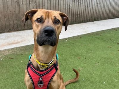 Jude — Mastiff Cross