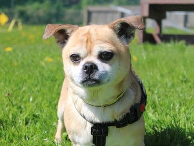 Joey — Chihuahua (Smooth Coat) Cross