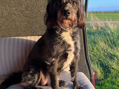 Pepper — Beagle Cross