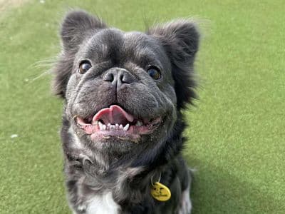 Candy — French Bulldog