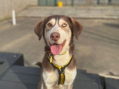 Ruby — Siberian Husky Cross