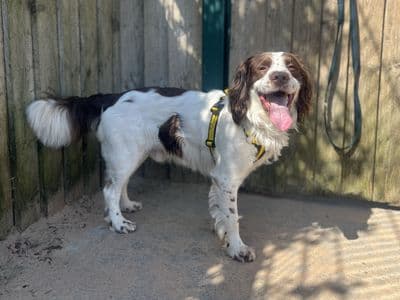 Moby — Spaniel (English Springer)