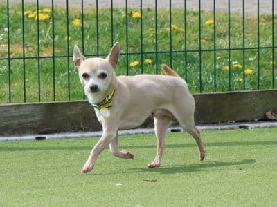 Marley — Chihuahua (Smooth Coat)