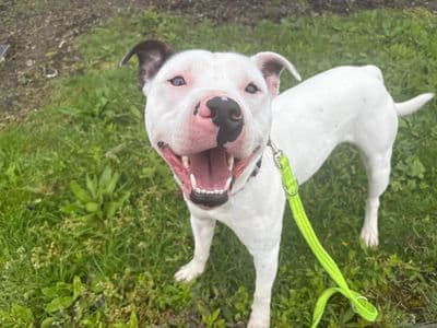 Snoopy — Terrier (Staffordshire Bull)