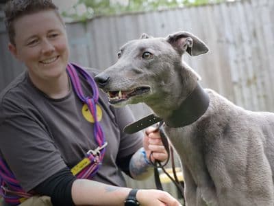 Kenny Boy — Greyhound