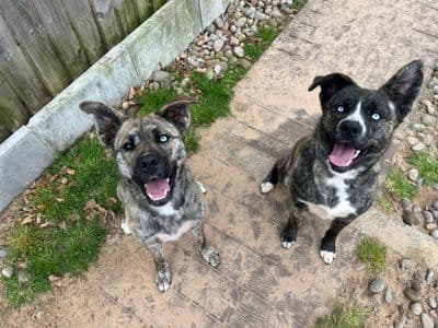 Nala — Siberian Husky Cross