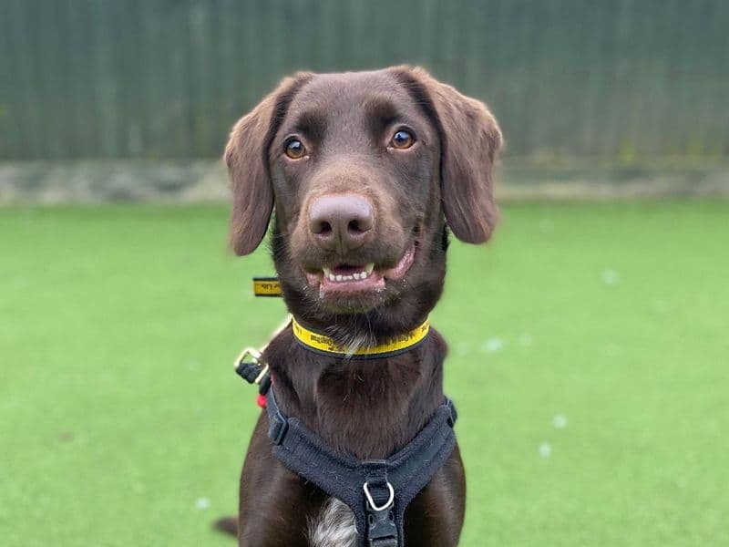 Andy Pandy Pudding and Pie photo 3