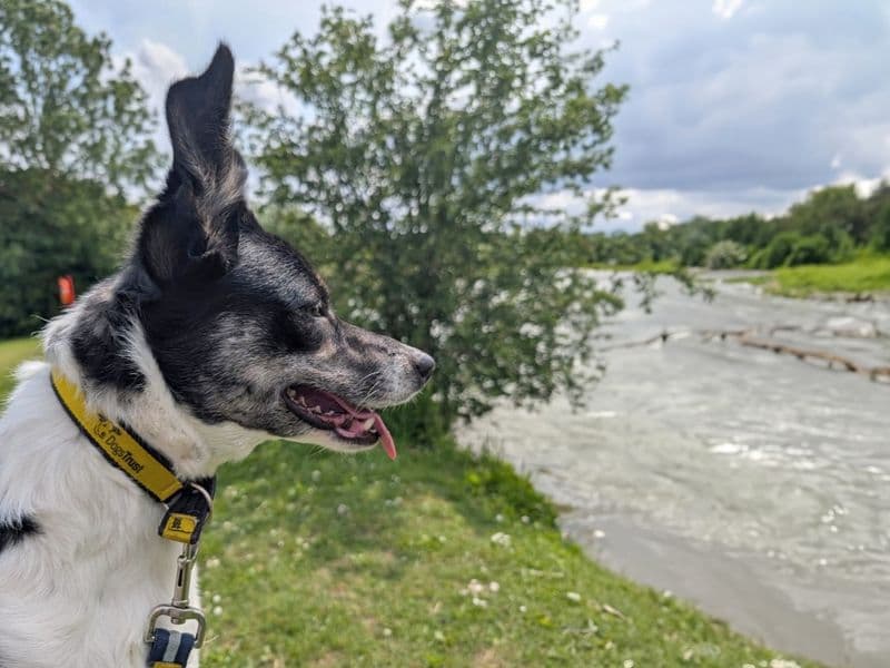 Poppy Flower photo 3