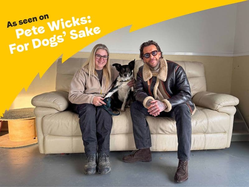 Poppy Flower photo 2