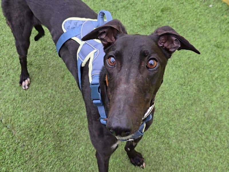 Layton Longlegs photo 2