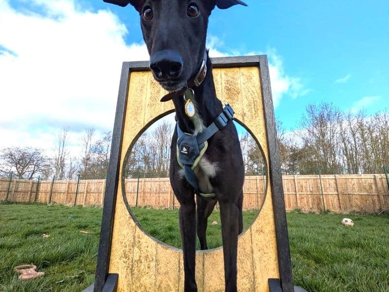 Layton Longlegs photo 4