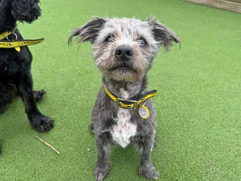 Django & Lola photo 2