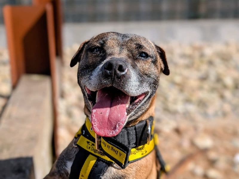 Cassie & Fluke photo 2