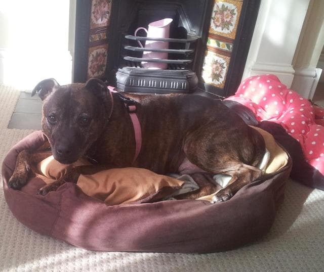 Foster home FOUND for Tomi Waggytail — Unknown