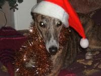 Beaudilicious Brindle’s Fab New Home — Unknown