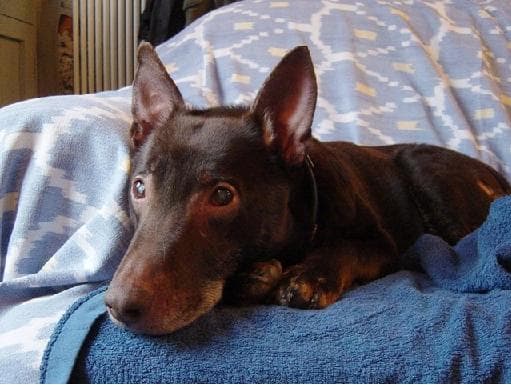 It’s Tricky finding a new home — Unknown