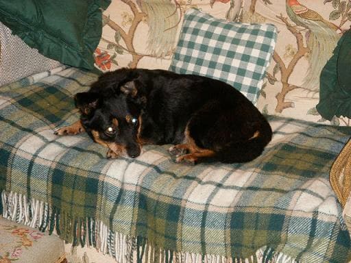 Judy – and Rupert! — Unknown