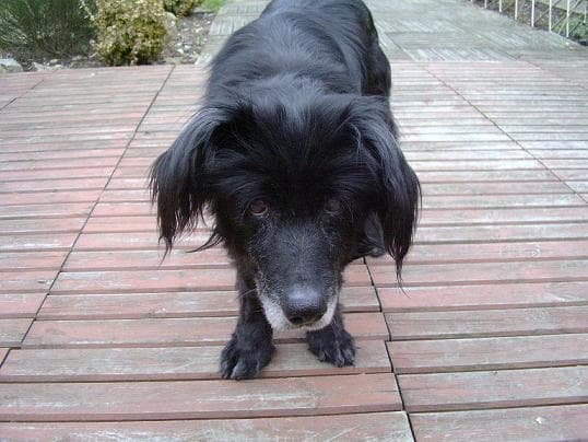 Bridget – formerly BB — Unknown