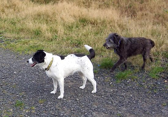Roly and Snoopy, happy and settled — Unknown