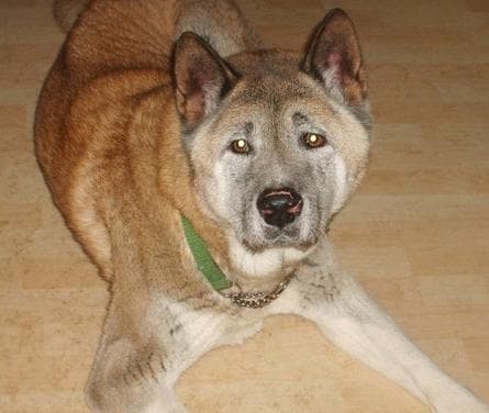 Teddy-bear Bolo — Unknown