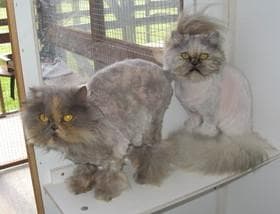 Chilli & Molly — Unknown