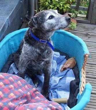 Jack Patterdale — Unknown