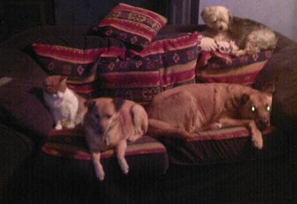 Naz and chums — Unknown