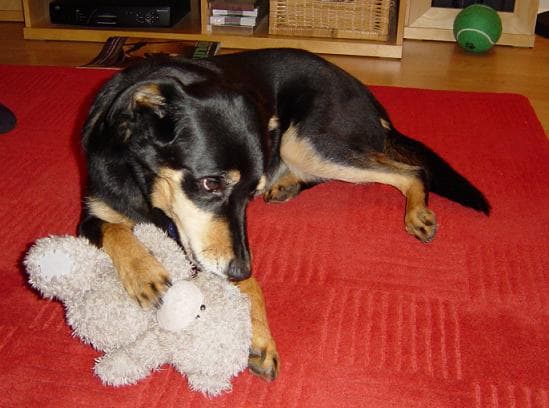 Happy Casper – adored by all — Unknown