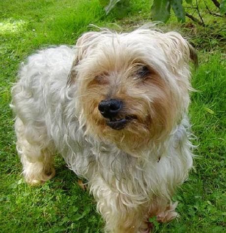 Biscuit Yorkie — Unknown