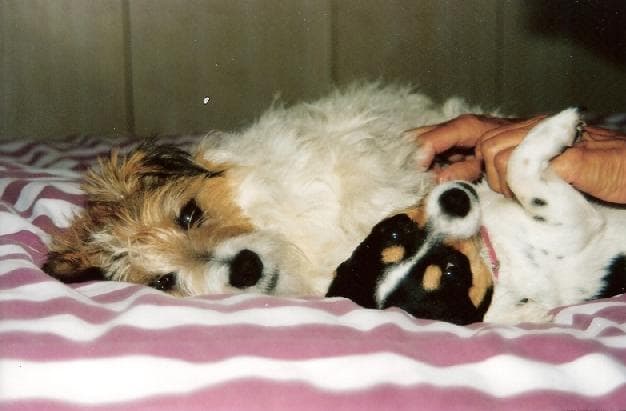 Max in his marvellous new home! — Unknown