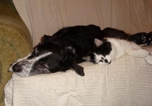 Deefer – a working collie cross? — Unknown