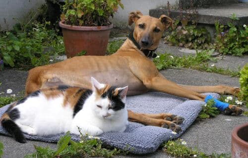 Dogs and Cats — Unknown