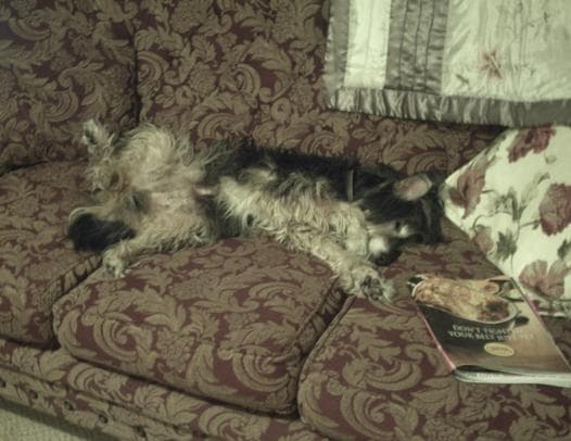 Scamp has made himself at home! — Unknown