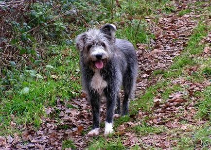 Scruffy says… — Unknown