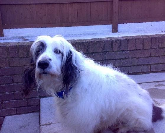 Senior Snoopy — Unknown