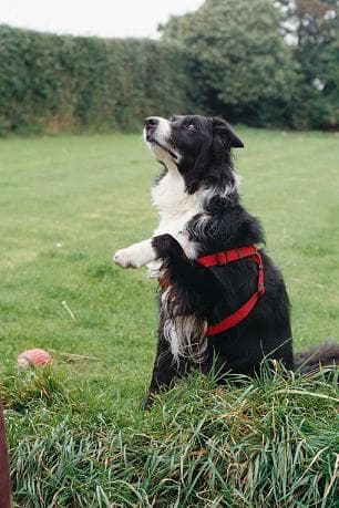 Handsome Jasper’s Jolly Time — Unknown