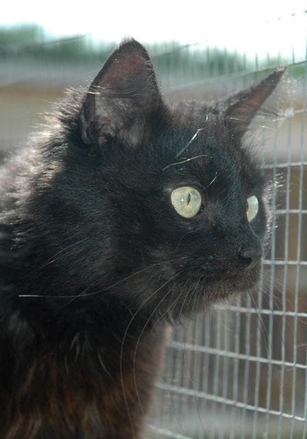 Puss Puss — Unknown