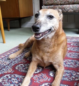 Billy Boy Champion Snoozer — Unknown